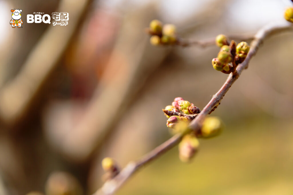 日岡山公園の桜のつぼみ